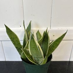 Sansevieria trifasciata 'Hahnii Silver Frost' Sansevieria trifasciata 'Hahnii Silver Frost'