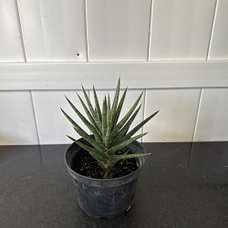 Sansevieria francisii Sansevieria francisii