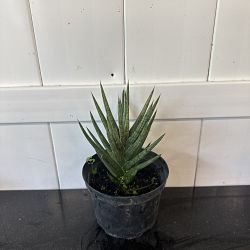 Sansevieria francisii Sansevieria francisii