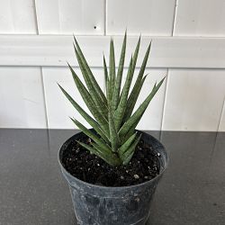 Sansevieria francisii Sansevieria francisii