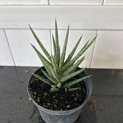Sansevieria francisii Sansevieria francisii