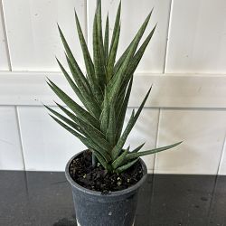 Sansevieria francisii Sansevieria francisii