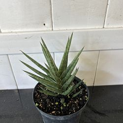 Sansevieria francisii Sansevieria francisii