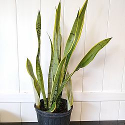 Sansevieria trifasciata 'Silver Laurentii' Sansevieria trifasciata 'Silver Laurentii'