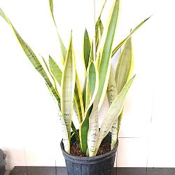 Sansevieria trifasciata 'Silver Laurentii' Sansevieria trifasciata 'Silver Laurentii'