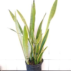 Sansevieria trifasciata 'Silver Laurentii' Sansevieria trifasciata 'Silver Laurentii'