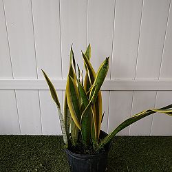 Sansevieria trifasciata 'Silver Laurentii' Sansevieria trifasciata 'Silver Laurentii'
