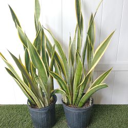 Sansevieria trifasciata 'Silver Laurentii' Sansevieria trifasciata 'Silver Laurentii'