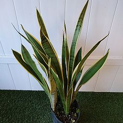 Sansevieria trifasciata 'Silver Laurentii' Sansevieria trifasciata 'Silver Laurentii'