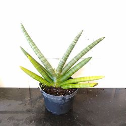 Sansevieria cylindrica 'Boncel' Sansevieria cylindrica 'Boncel'