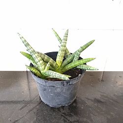 Sansevieria cylindrica 'Boncel' Sansevieria cylindrica 'Boncel'