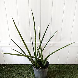 Sansevieria cylindrica 'Boncel' Sansevieria cylindrica 'Boncel'