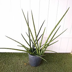 Sansevieria cylindrica 'Boncel' Sansevieria cylindrica 'Boncel'