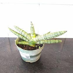 Sansevieria cylindrica 'Boncel' Sansevieria cylindrica 'Boncel'
