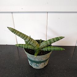 Sansevieria cylindrica 'Boncel' Sansevieria cylindrica 'Boncel'