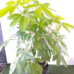 Golden Umbrella Tree Golden Umbrella Tree