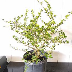 Serissa japonica Serissa japonica