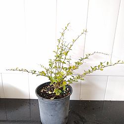 Serissa japonica Serissa japonica