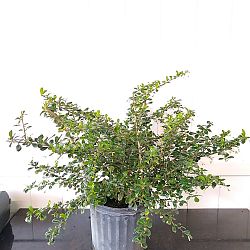 Serissa japonica Serissa japonica