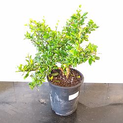 Serissa japonica Serissa japonica