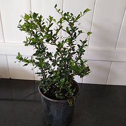 Serissa japonica Serissa japonica