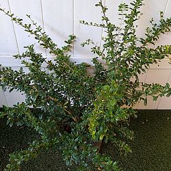 Serissa japonica Serissa japonica