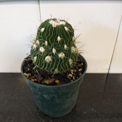 Brain Cactus Brain Cactus