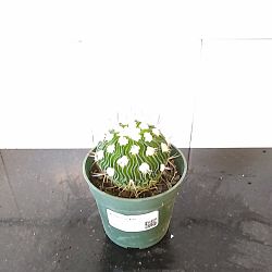 Brain Cactus Brain Cactus