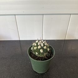 Brain Cactus Brain Cactus