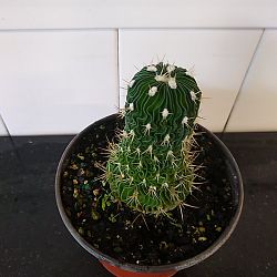 Brain Cactus Brain Cactus