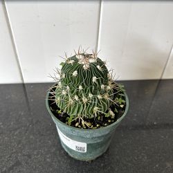 Brain Cactus Brain Cactus