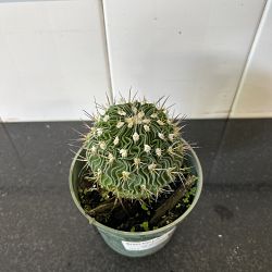 Brain Cactus Brain Cactus