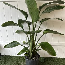 White Bird of Paradise White Bird of Paradise