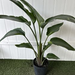 White Bird of Paradise White Bird of Paradise