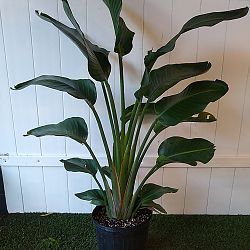 White Bird of Paradise White Bird of Paradise
