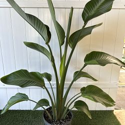 White Bird of Paradise White Bird of Paradise