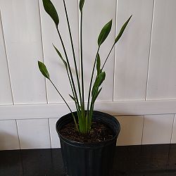 Cylindrical Orange Bird of Paradise Cylindrical Orange Bird of Paradise