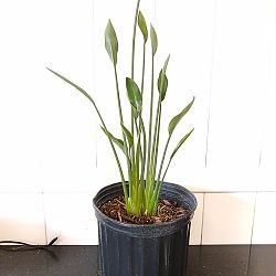 Cylindrical Orange Bird of Paradise Cylindrical Orange Bird of Paradise