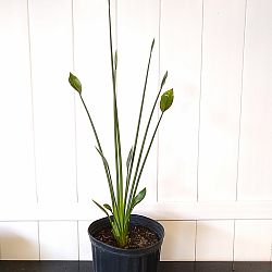 Cylindrical Orange Bird of Paradise Cylindrical Orange Bird of Paradise