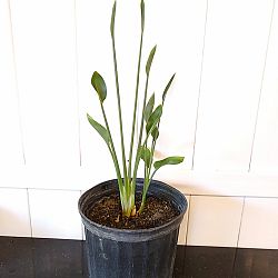 Cylindrical Orange Bird of Paradise Cylindrical Orange Bird of Paradise