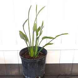 Cylindrical Orange Bird of Paradise Cylindrical Orange Bird of Paradise