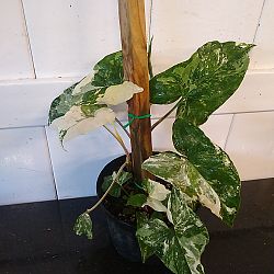 Variegated Syngonium Variegated Syngonium