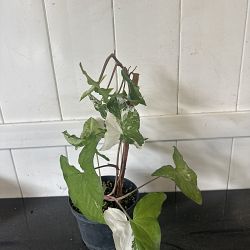 Variegated Syngonium Variegated Syngonium