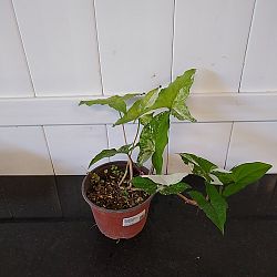 Variegated Syngonium Variegated Syngonium