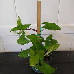 Variegated Syngonium Variegated Syngonium
