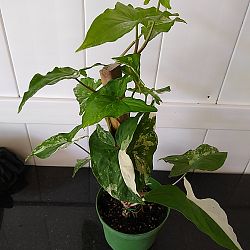 Variegated Syngonium Variegated Syngonium