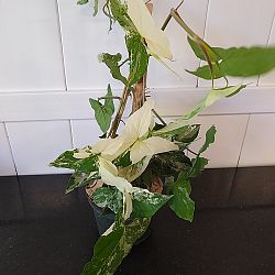 Variegated Syngonium Variegated Syngonium
