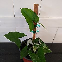 Variegated Syngonium Variegated Syngonium