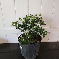 Asian Snow Jasmine Asian Snow Jasmine