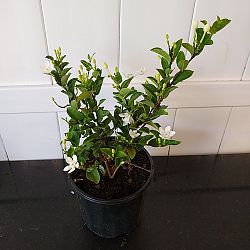 Asian Snow Jasmine Asian Snow Jasmine